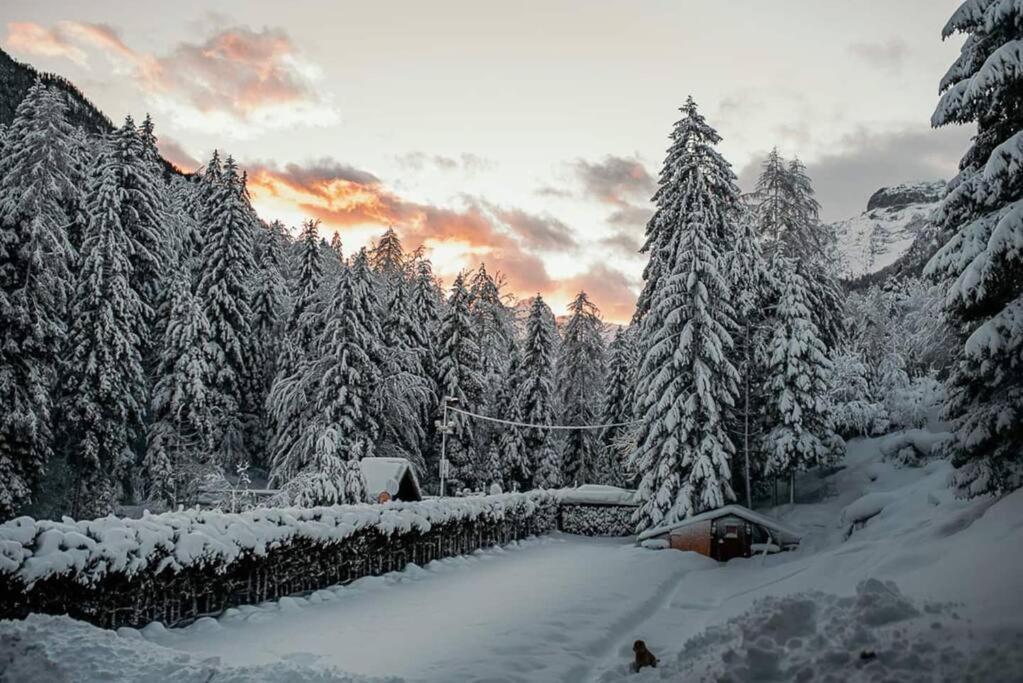 Idyllic Triglav Forest Retreat - Alps, Trails, Lakes, Falls Mojstrana Exteriör bild